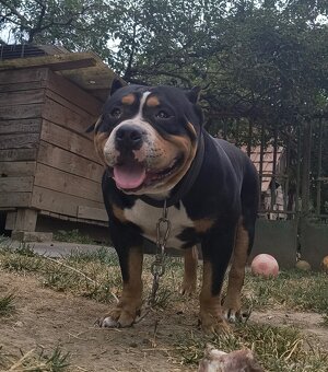 American bully - 3