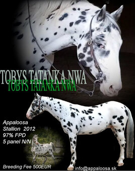 Appaloosa Black Leopard – pripúšťanie - 3