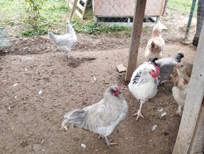 Predám kohútov Araucana, Marans, Sasex - 3