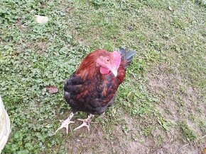 Predám kohútov hodvabnicky, Araucana, Marans - 3