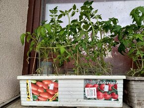 Priesady paradajky - 3