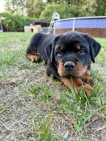 Rottweiler - šteniatka s preukazom pôvodu - 3