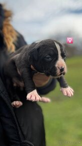 American Bully - 3