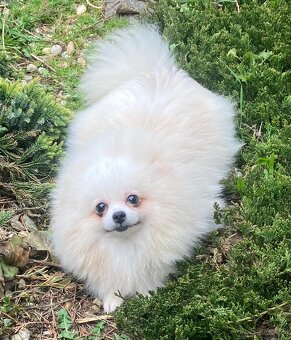 Pomeranian - 3