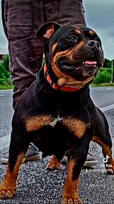 American bully pocket - 3