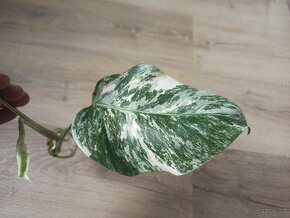 Monstera Albo Variegata - vrchol - 3