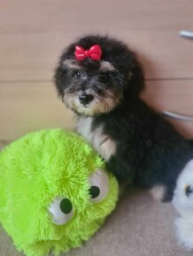 Maltipoo - 3