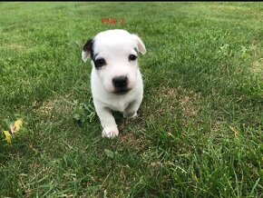 Šteniatka Jack russel teriér - 3