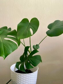 Monstera - rastlina - 3