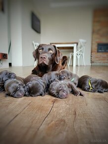 Šteniatka čokoládového labradora - 3