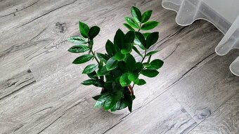 Zamiokulkas Zamioculcas (tmavo zelený) - 3