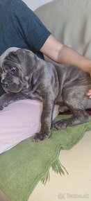 CANE CORSO - 3