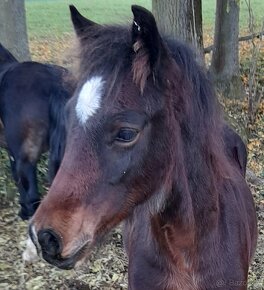 WELSH COB HŘEBEČEK ihned k odběru - 3