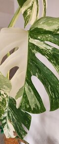 Monstera albo variegata - 3