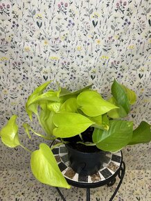 Epipremnum Golden Pothos - 3