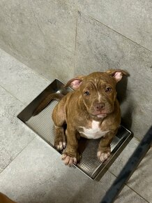 American Bully - 3