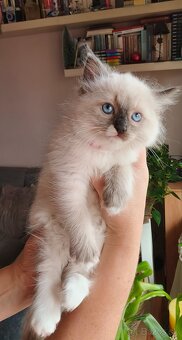 Ragdoll mačiatka -REZERVOVANÉ - 3