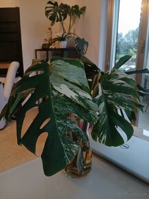 Monstera albo variegata- odrezky - 3