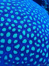 Morské akvarium, morský koral Favites - 3