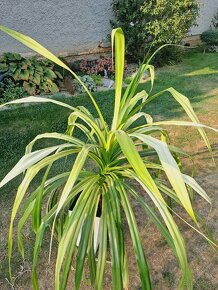 Pandanus - 3