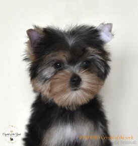 YORKSHIRE TERRIER s PP rodokmenom - 3