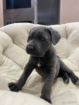 Cane Corso šteniatka - 3