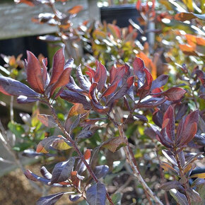 Myrica pensylvanica - semená na výsev - 3