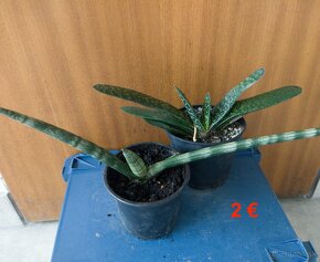 Mix izbových rastlín - sukulenty - 3