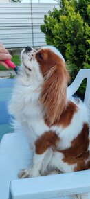 Cavalier  King - 3