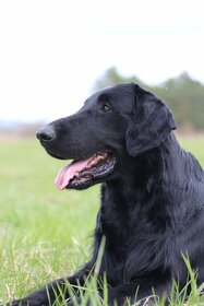 Flat Coated Retriever - chovný pes ke krytí - 3