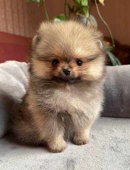 Pomeranian mini šable - 3