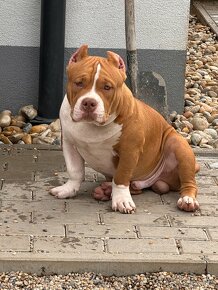 American bully - 3