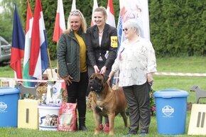 Bullmastiff ponúkam na krytie - 3