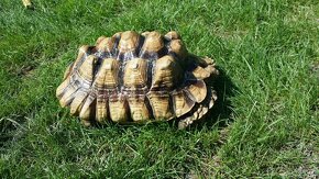 Korytnačka suchozemská - Geochelone sulcata - 3