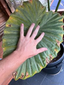 Macrorhiza alocasia - slonie ucho obrovská rastlina osobný o - 3