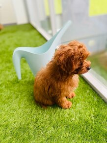 Cavapoo - 3