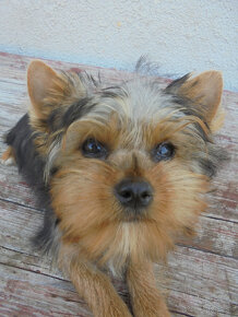 YORKSHIRE TERRIER - 3