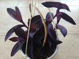 Tradescantia purple hearts 1ks/2,50€+posta - 3