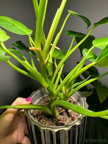 Philodendron Jose Buono - 3
