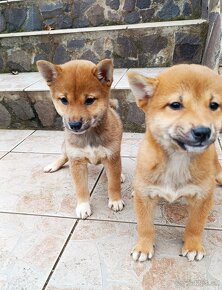 Shiba Inu - 3