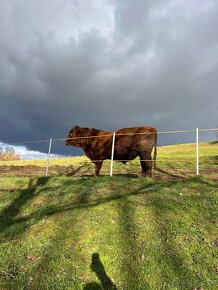 Aberdeen angus - 3