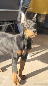 DOBERMAN ŠTENIATKA S FCI P.P. - 3