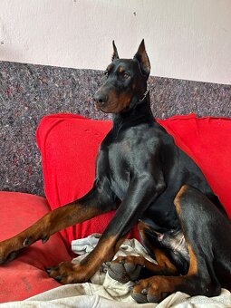 Doberman na krytie - 3