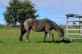 Homozygotná roan quarter horse kobyla - 3