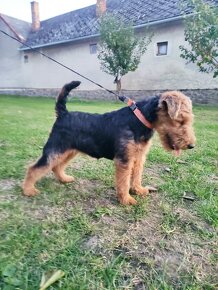 Welshterrier - 3