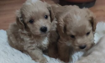 Maltipoo - 3