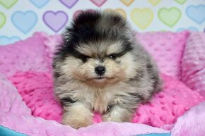 Pomeranian s PP blue Merle tan bear - 3