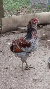 Araucana araukana kohút - 3