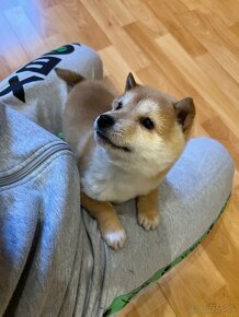 Shiba Inu - 3