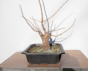 bonsai, bonsaj Javor Poľný - 3